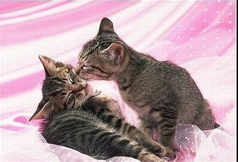 Cats In Love 31 Pics