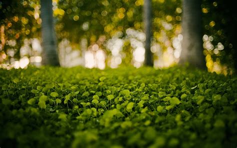 Sfondi Luce Del Sole Foresta Le Foglie Natura Erba Ramo Verde