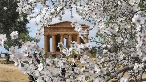 Sagra Del Mandorlo In Fiore Dopo 4 Anni Torna Ad Agrigento