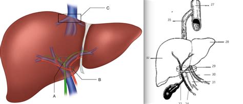 Anatomie Lever En Galblaas Vpk 1 Diagram Quizlet