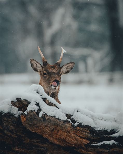 Winter Deer Photography