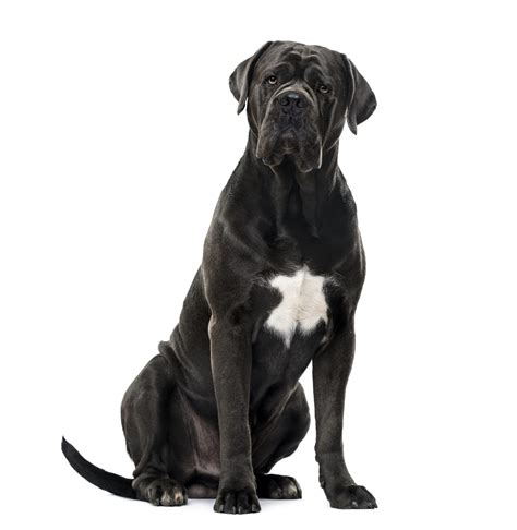 Combibreed Cane Corso Zoolyx