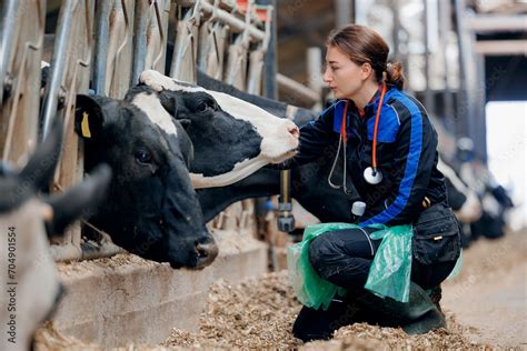 Vet Rectal Examination On Cow Veterinarian Doctor With Stethoscope And