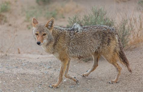 The Desert Coyote- 12 Important Things To Know - The geography teacher