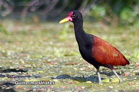 Aves Jorge Emir Llugdar Fotógrafo