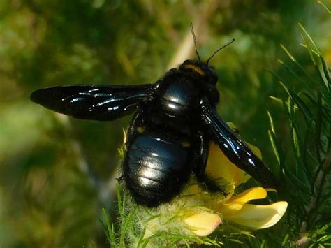 Large Carpenter From Greyton Nature Reserve 7233 South Africa On