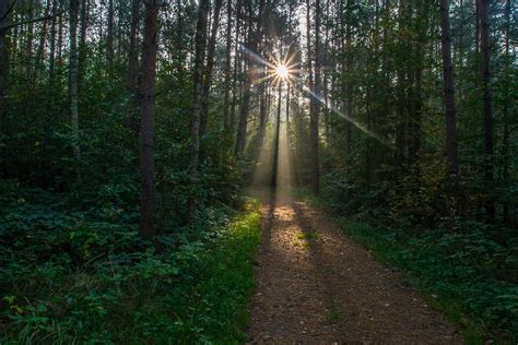 Sonnenstern Sunbeam Forest Path Free Photo On Pixabay