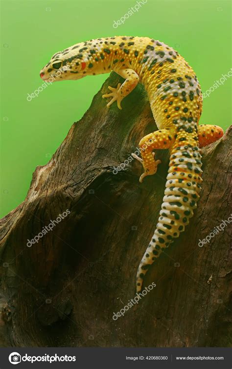 Pet Leopard Geckos