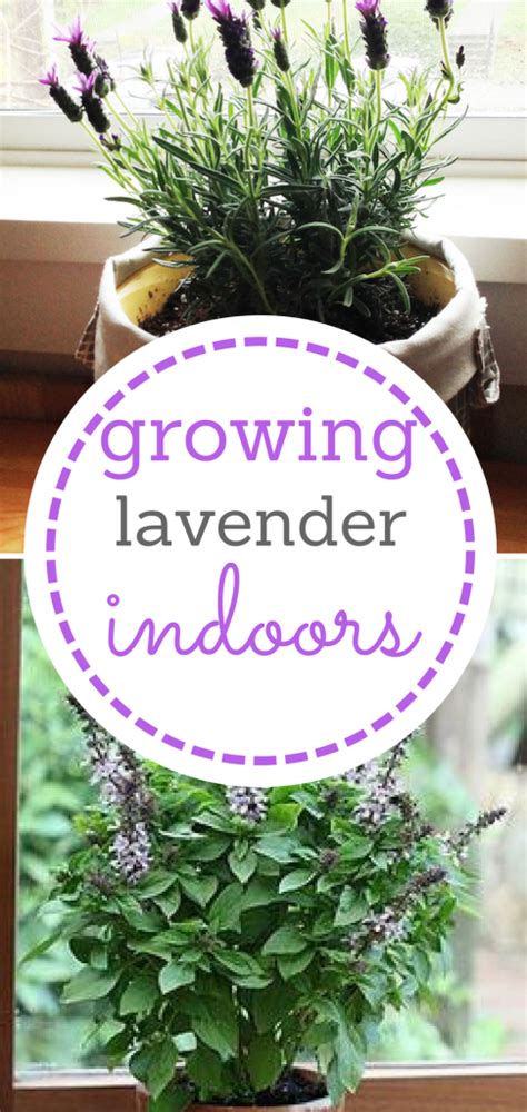 The Ultimate Care Guide For Growing Lavender Indoors Growing Lavender