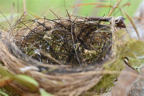 Sarang Burung Habitat Foto Gratis Di Pixabay Pixabay