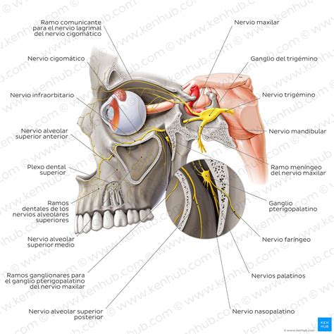 Nervio trigémino (NC V): Anatomía, función, distribución | Kenhub