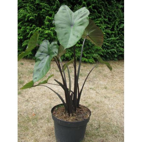 Colocasia fontenesii 'black stem' | À l'ombre des figuiers