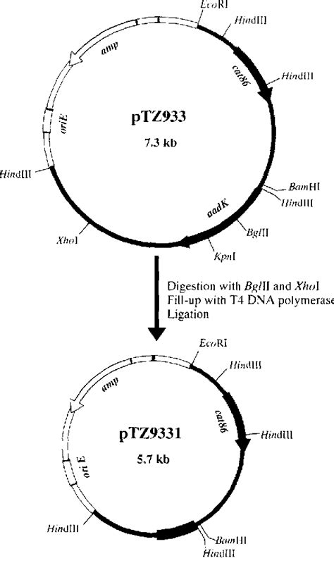 Figure 1 From Genetic Mapping In Bacillus Subtilis 168 Of The AadK Gene