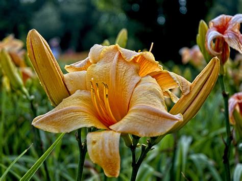 Daylilies Flowers Yellow Free Photo On Pixabay Pixabay