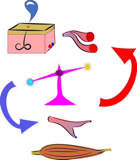 Homeostasis Free Stock Clipart Stockio