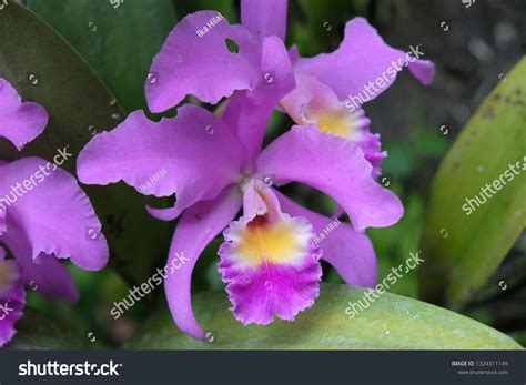 Anggrek Ungu Indonesia Indonesian Rare Purple Stock Photo 1324311149 ...