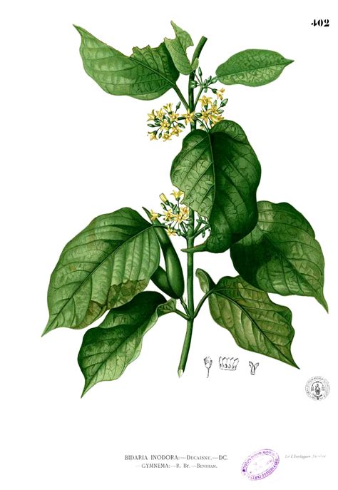 Gymnema Leaf (Cut) - Gymnema sylvestre - Luminescents