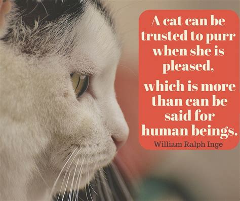 Inspirational Cat Quotes - ShortQuotes.cc