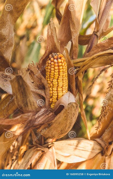 Close Up Of A Ripe Corn Cob On A Stalk Stock Photo Image Of Object