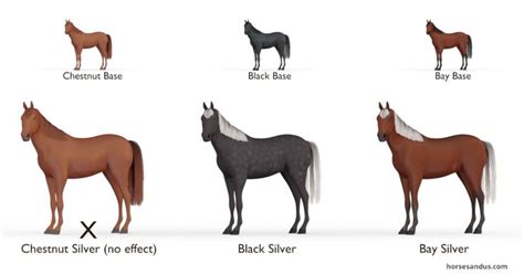 What is a Silver horse ? – Equine colours – Horses and Us | Horse coloring, American paint horse ...