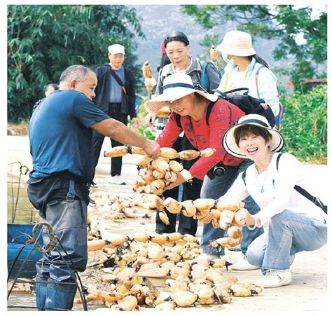 藕遇丰收 喜笑莲莲 莲藕 种植 荷塘