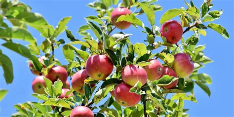 Wanneer En Hoe Appelboom Snoeien Slimster