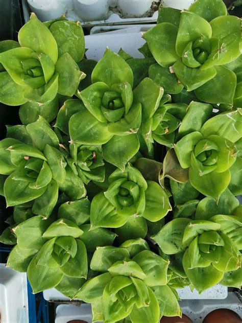 Haworthia Planifolia F Agavoides Siracactus Succulente Online