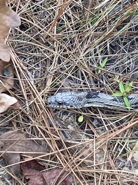 Eastern Gray Ratsnake Complex From Colquitt Ga Us On October