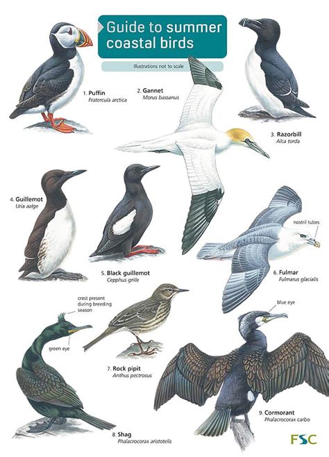 Guide To Coastal Summer Birds Fsc Pull Out Identification Chart Etsy