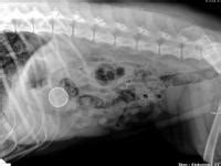 Ostruzione Intestinale Nel Cane Mondopets It