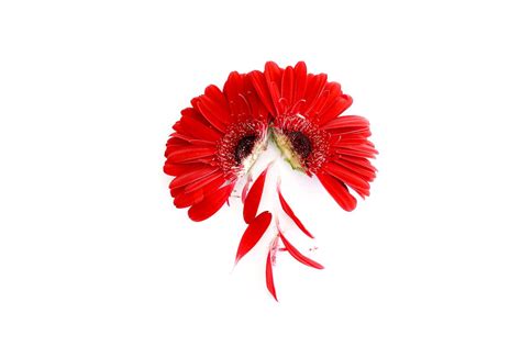 Red Flowers in White Background · Free Stock Photo