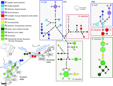 Haplotype networks and structure obtained with BAPS. The colors ... 