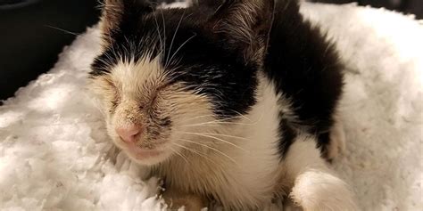 Emaciated Kitten With Shattered Leg Found Limping Around Pennsylvania