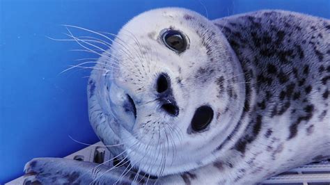 Meet Baby Harbour Seal Penner The Seal Youtube