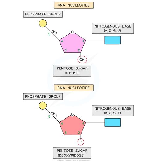 Nucleic Acid Structure And Function Hl Ib Biology Revision Notes 2025