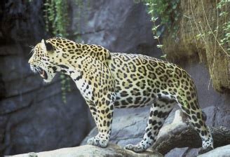 Jaguar Spotted In Arizona Audubon