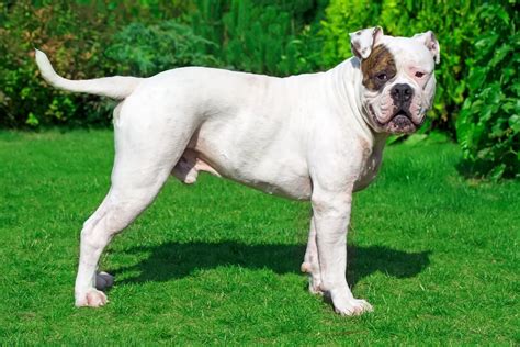 20 Strongest Dog Breeds In the World