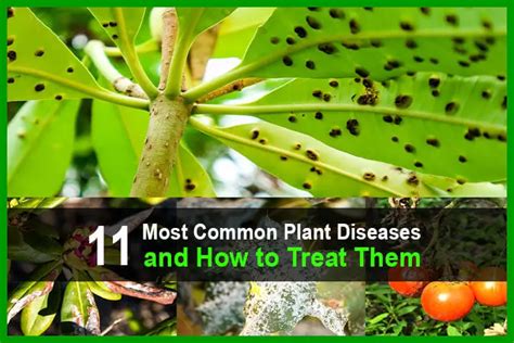 11 Most Common Plant Diseases And How To Treat Them