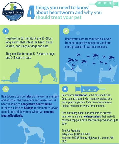 4 Things You Need To Know About Heartworm The Pet Practice