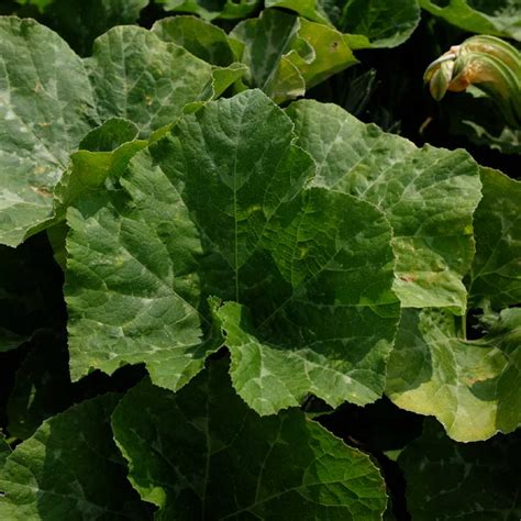 Courge Sucrine du Berry Bio La Boîte à Graines