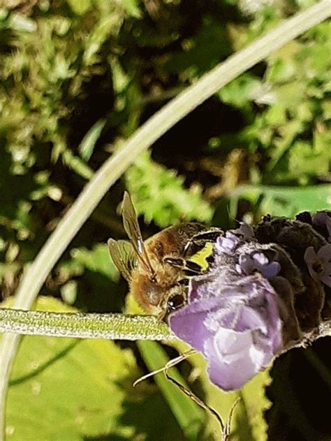 Pin De Cecilia Almarza En Salvemos A Las Abejas Salvemos A Las Abejas