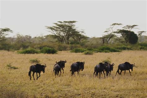 Wildebeest migration in serengeti — Stock Photo © catay81 #145978357