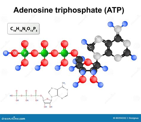 Adenosine Triphosphate Structure Stock Photo | CartoonDealer.com #84221166