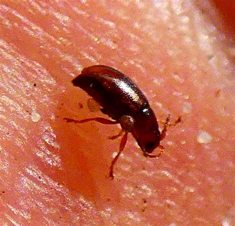 Cf Halticinae Sp K Fer Unbestimmt Coleoptera Indet Flickr