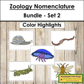 Zoology Nomenclature Bundle (Set 2) - Montessori by Montessori Print Shop