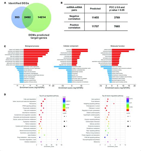 Target Gene Identification And Functional Enrichment A Venn Download Scientific Diagram