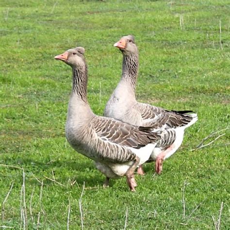 Tufted Toulouse Geese Duck Species Tufted Barnyard Animals