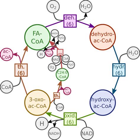 3 Generalization Of β Oxidation Of Fatty Acids Of Model1111190000 Y