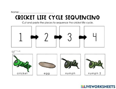 Cricket Lifecycle Worksheet Live Worksheets