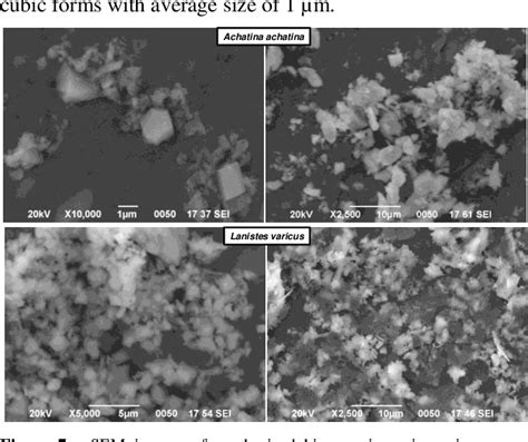 Figure 7 From Synthesis Of Calcium Phosphate Bioceramics Based On Snail